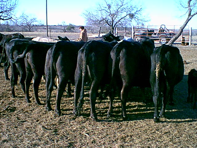 Cattle